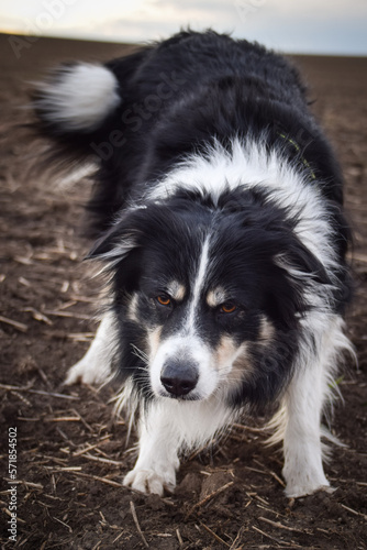 Border collie is running on the field. He is so funny and he looks more cute.