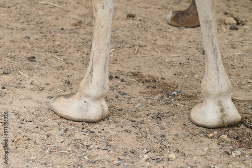 closeup of camel foot 