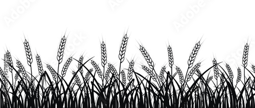 Wheat field. Seamless pattern of ears of wheat on white background.