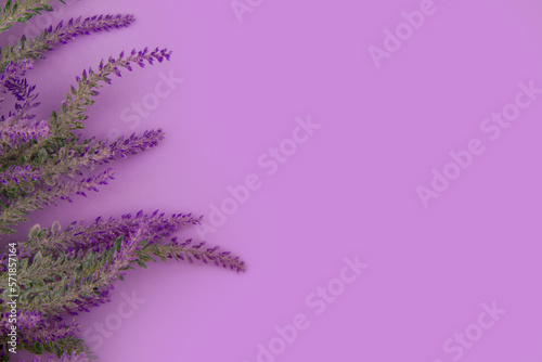 Lavender flowers lie on a purple background with copy space