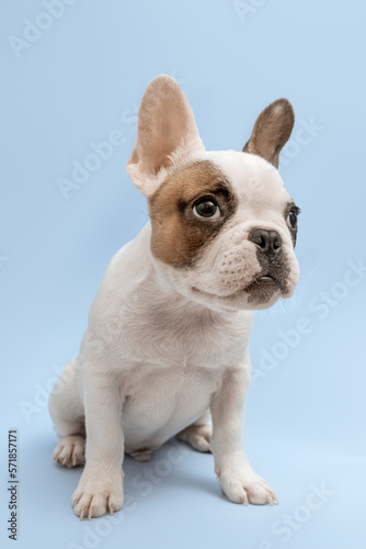 Lovely french bulldog looking aside with curiosity, sitting on blue background. French Bulldog puppy 3 months old. Beautiful french bulldog dog