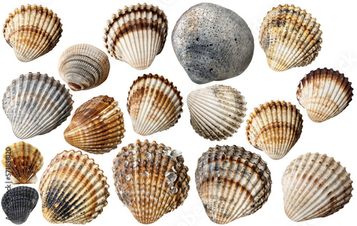 Collection of Conch Shells, isolated on white or transparent background, photography, png.

