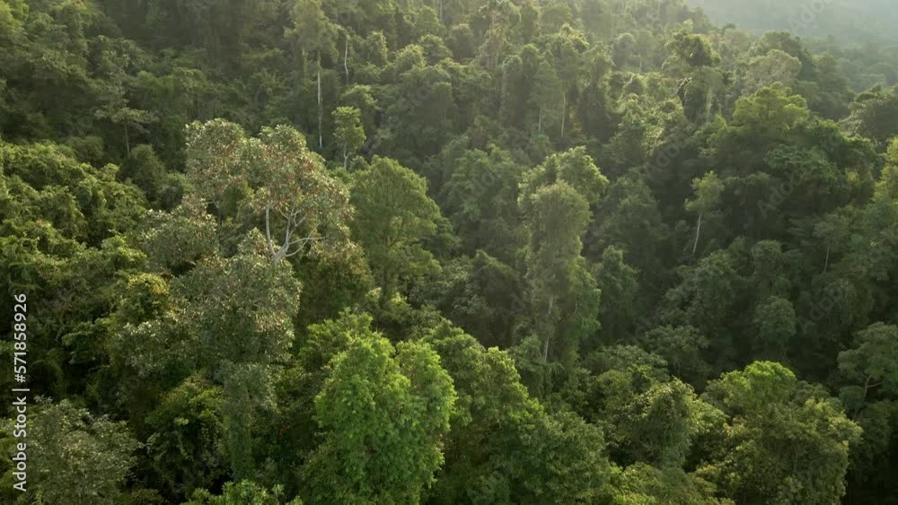 Aerial tilt up shot of lush jungle rainforest at sunrise in Koh Chang, Thailand Aerial tilt up shot of lush jungle rainforest at sunrise in Koh Chang, Thailand