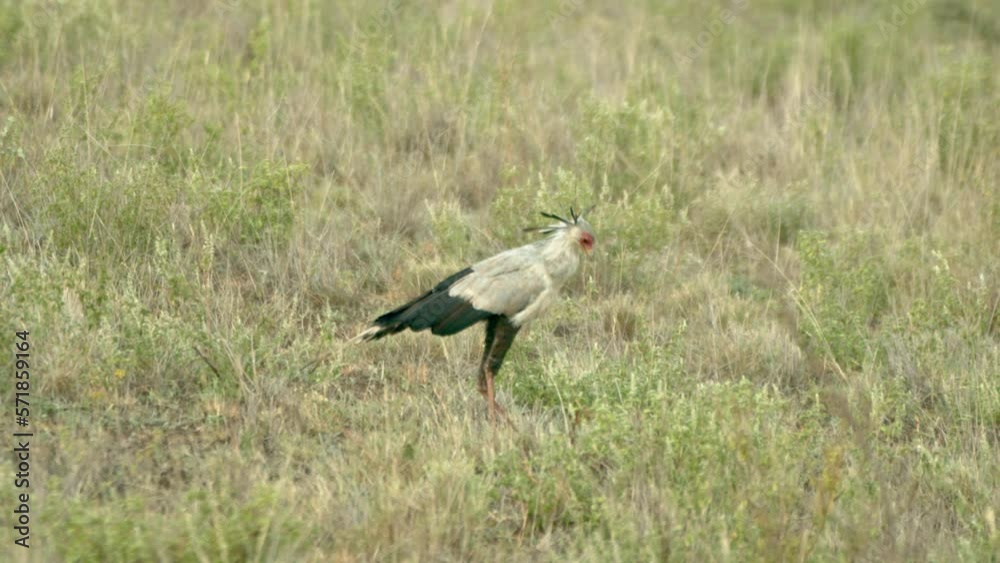 Secretarybird On The Grass At Tsavo West National Park In Kenya. Sagittarius Serpentarius. wide Secretarybird On The Grass At Tsavo West National Park In Kenya. Sagittarius Serpentarius. wide