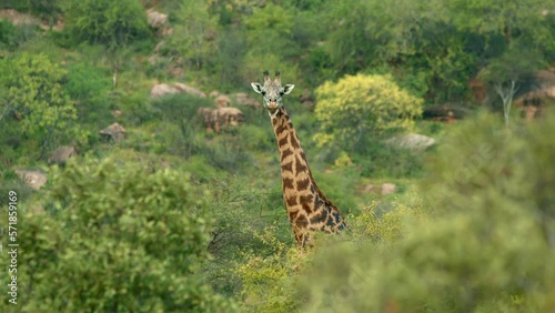 Maasai Giraffe At Tsavo East National Park In Kenya, East Africa. Selective Focus Shot  photo