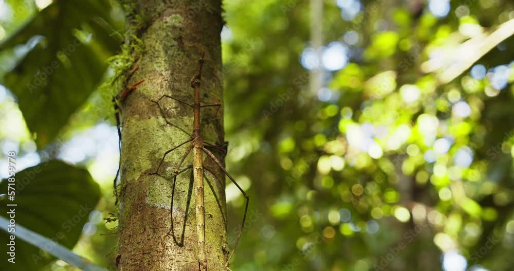 Giant Stick insect walks up the tree , very well camouflaged like the tree bark on its long legs Proscopiidae family Giant Stick insect walks up the tree , very well camouflaged like the tree bark on its long legs Proscopiidae family