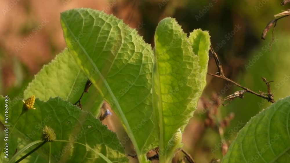 Beautiful green leaf in ground . Beautiful green leaf in ground .