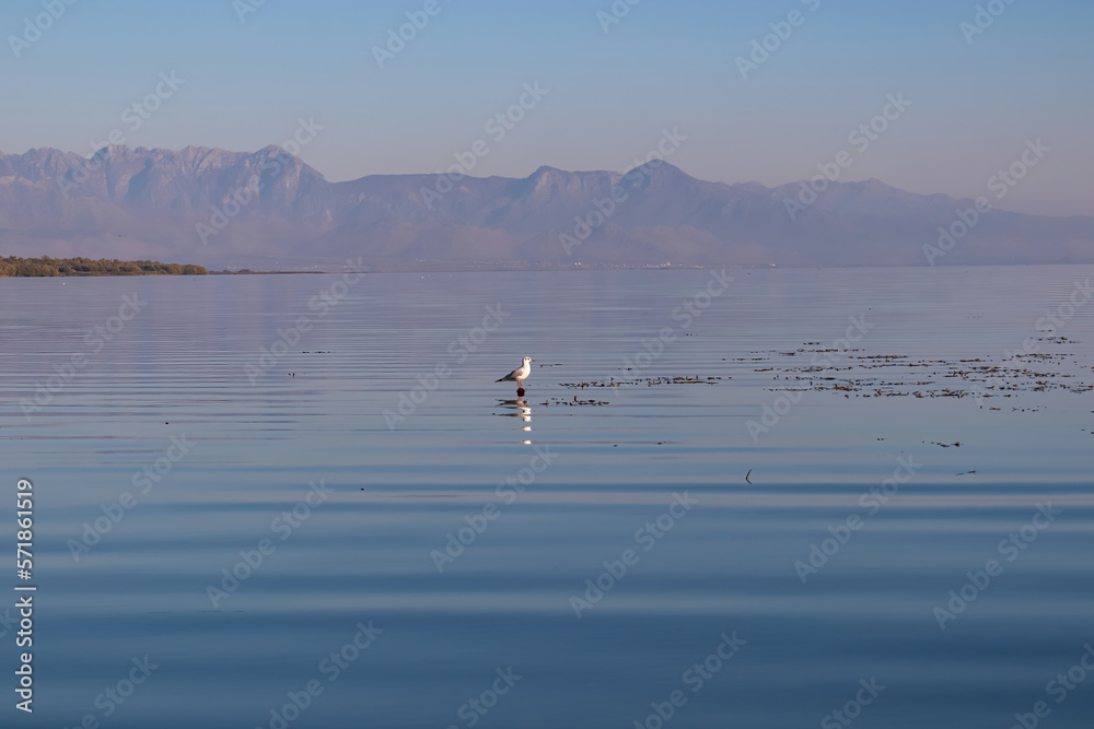 Wild white seagull sitting on tree branch in Lake Skadar near Virpazar, Bar, Montenegro, Balkans, Europe. Beautiful water reflection with Dinaric Alps in the back. Travel destination in sunny autumn