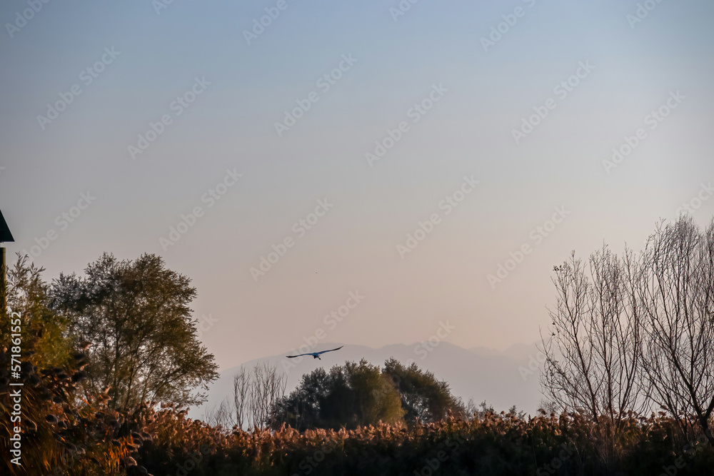 Eastern great egret white bird flying at sunrise over the tree branches of the Crminica river in Lake Skadar National Park near Virpazar, Bar, Montenegro, Balkans, Europe. Bird watching in wilderness Eastern great egret white bird flying at sunrise over the tree branches of the Crminica river in Lake Skadar National Park near Virpazar, Bar, Montenegro, Balkans, Europe. Bird watching in wilderness