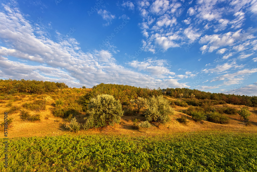 hillside, tree, blue sky and white clouds. Warm evening light hillside, tree, blue sky and white clouds. Warm evening light