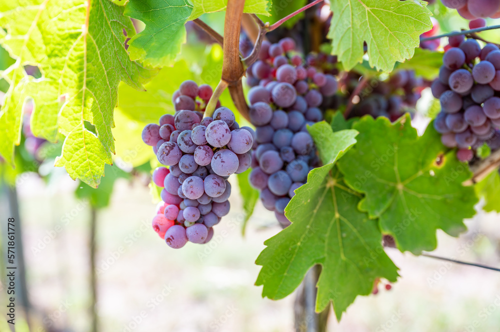 close-up Blue purple bunches of grapes hang on a vine plant in September before harvest