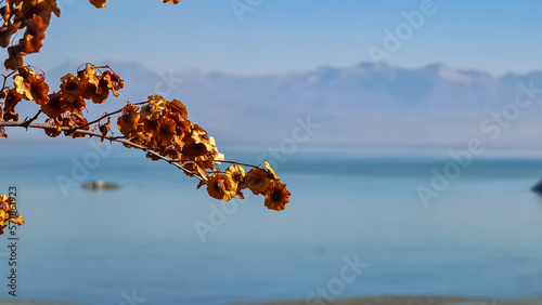 Selective focus in dried golden tree branch with panoramic view of Lake Skadar National Park in autumn seen from Virpazar, Bar, Montenegro, Balkans, Europe. Stunning travel destination in Dinaric Alps photo