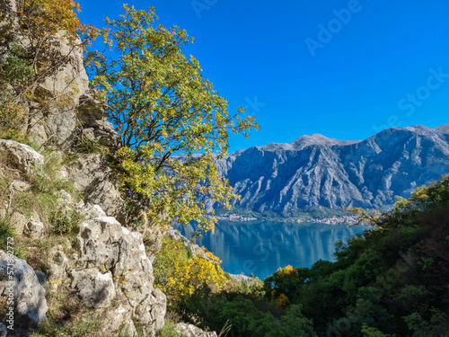 Scenic view on Kotor bay framed by tree branches on hiking trail to Vrmac Sveti Ilija in summer, Adriatic Mediterranean Sea, Montenegro, Balkans, Europe. Fjord winding along steep cliffs Dinaric Alps