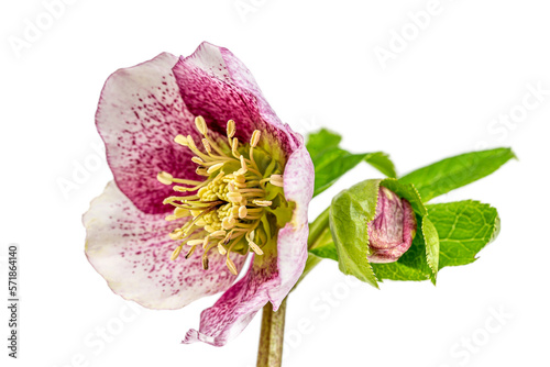 macro closeup of deep pink flower and bud with leaves of Helleborus niger  called Christmas rose