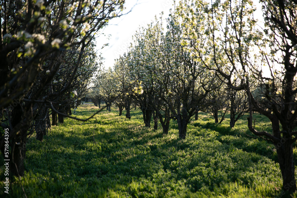 garden with flowering trees and green grass nature garden with flowering trees and green grass nature