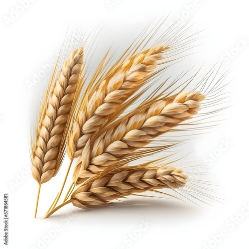 wheat isolated on white background with clipping path