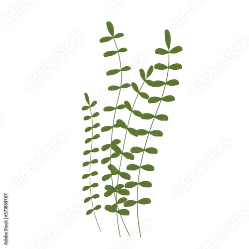 Aquarium, underwater world. The bottom of the sea. isolated on a white background.