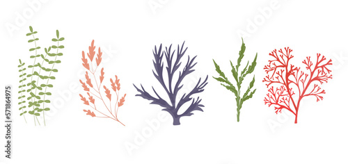 A set of algae. Kelp. Vector stock illustration. Aquarium, underwater world. The bottom of the sea. isolated on a white background.