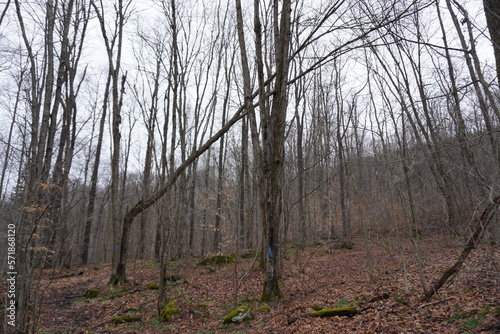 trees in the forest