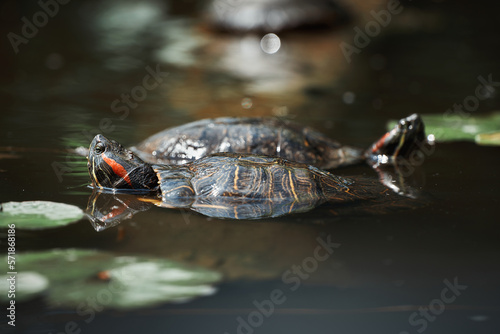 animals at the zoo – close up of a turtle swimming in the water