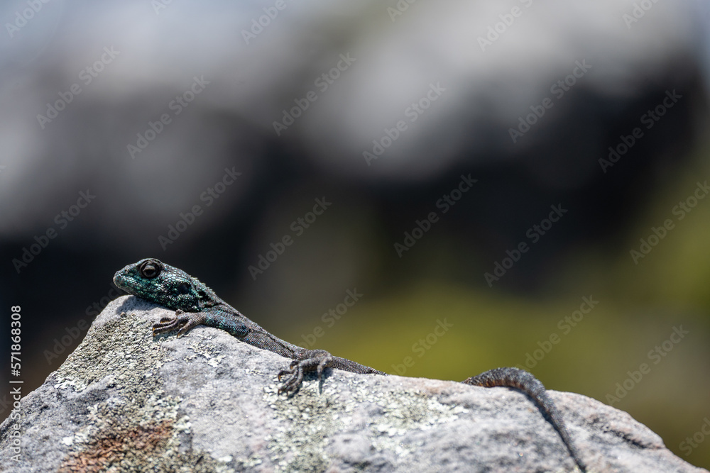 lizard on a stone lizard on a stone