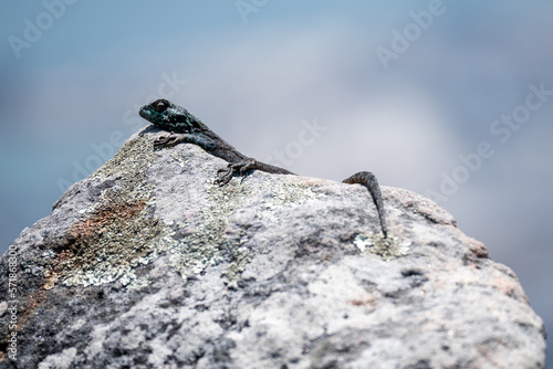 lizard on the rock