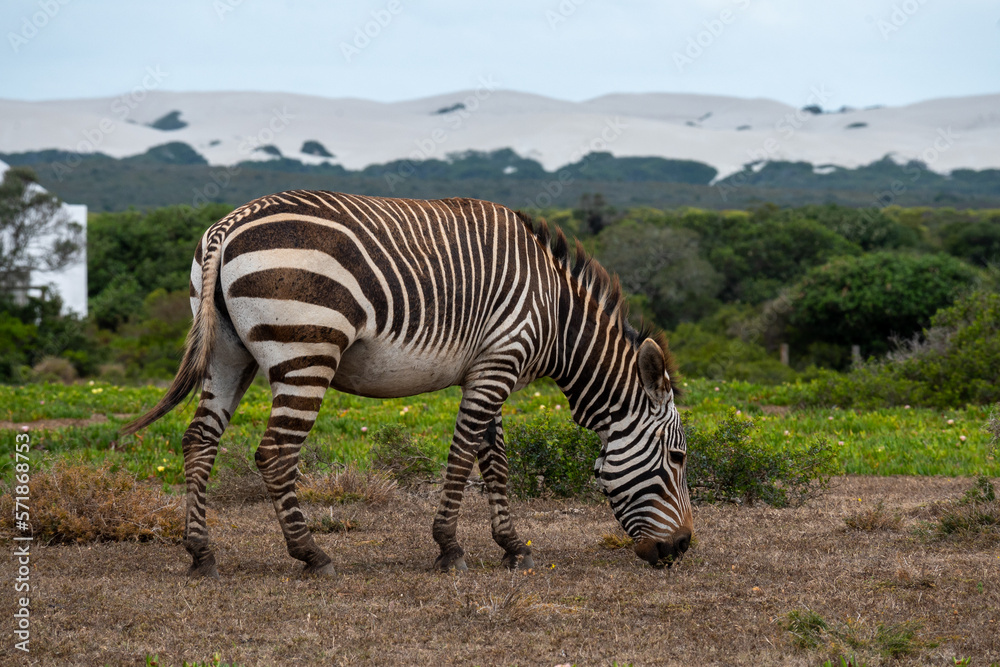 Fototapeta premium zebra in the wild