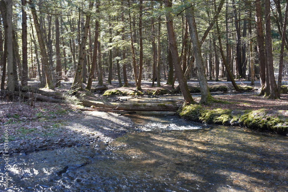 Stream in the forest Stream in the forest