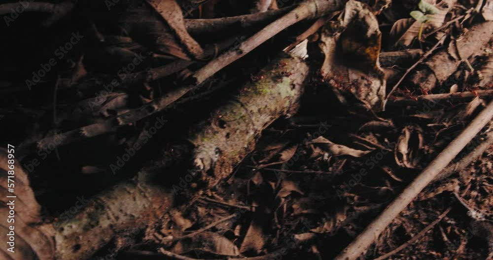 Following a moving column of army ants on the rain forest floor as they march to find their next victim Following a moving column of army ants on the rain forest floor as they march to find their next victim