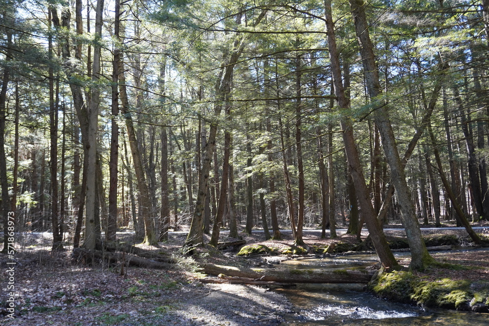 trees in the forest trees in the forest