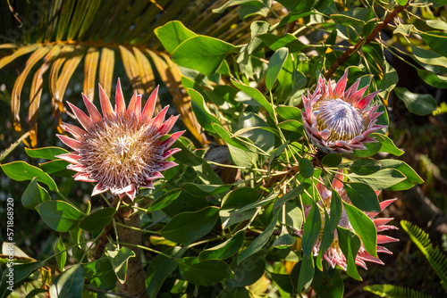 Protea in the garden