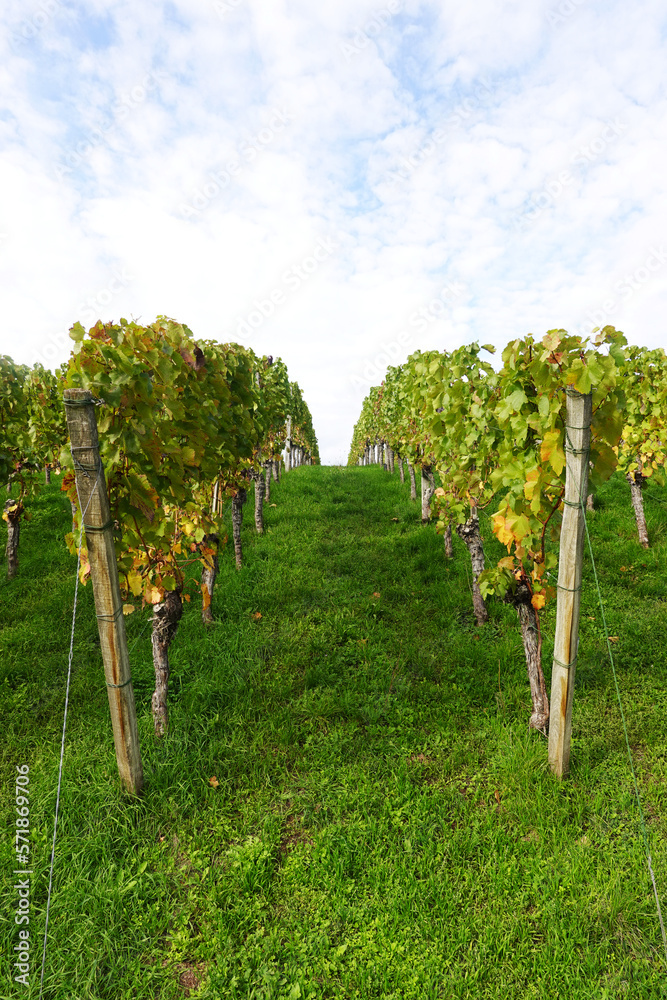 Wine yards in Stuttgart region in Germany in October