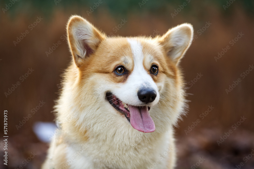 Lustiger Corgi