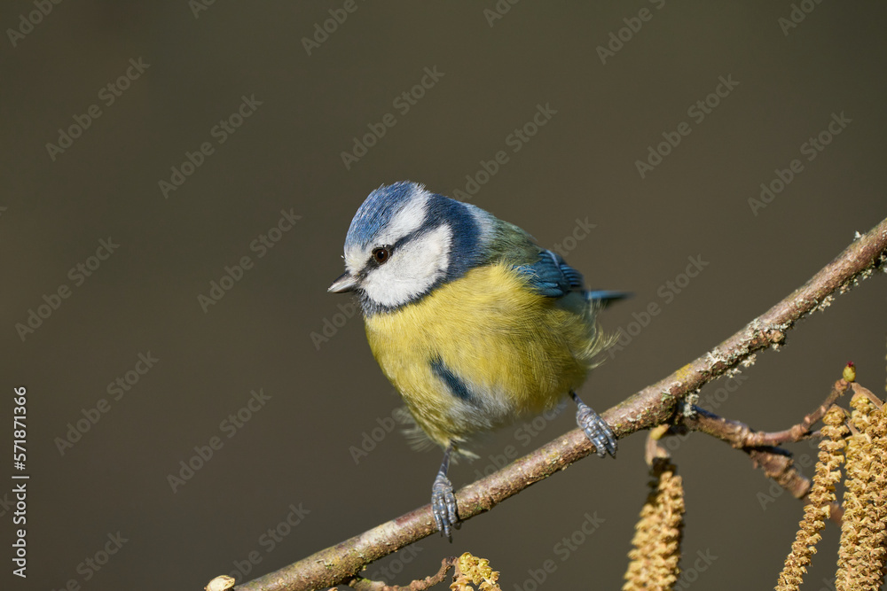 Obraz premium Blaumeise