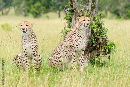 Cheetah (Acinonyx jubatus) sitting together on savanna, watching for prey, Masai Mara National Reserve, Kenya, Africa
