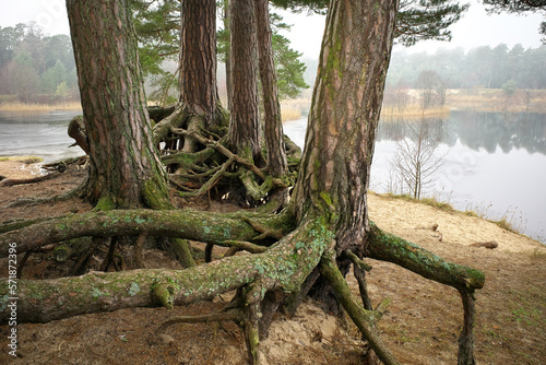 Bare pine roots on the shore of the lake.