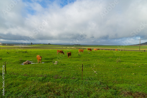 Cattle in a meadow near Caceres