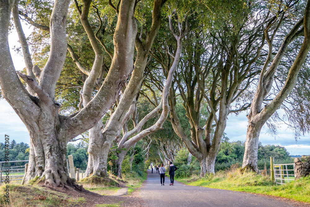 The Dark Hedges tree tunnel in Ballymoney, Northern Ireland The Dark Hedges tree tunnel in Ballymoney, Northern Ireland