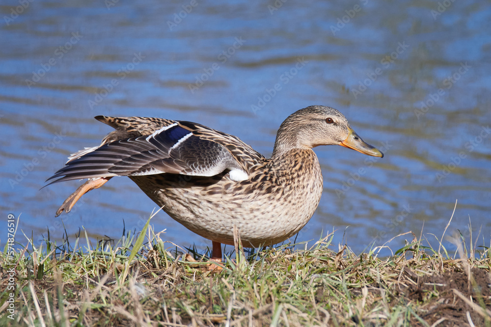 Stockente bei der Morgengymnastik	
