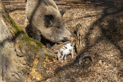 Little wild pigs standing in the forest by their mother