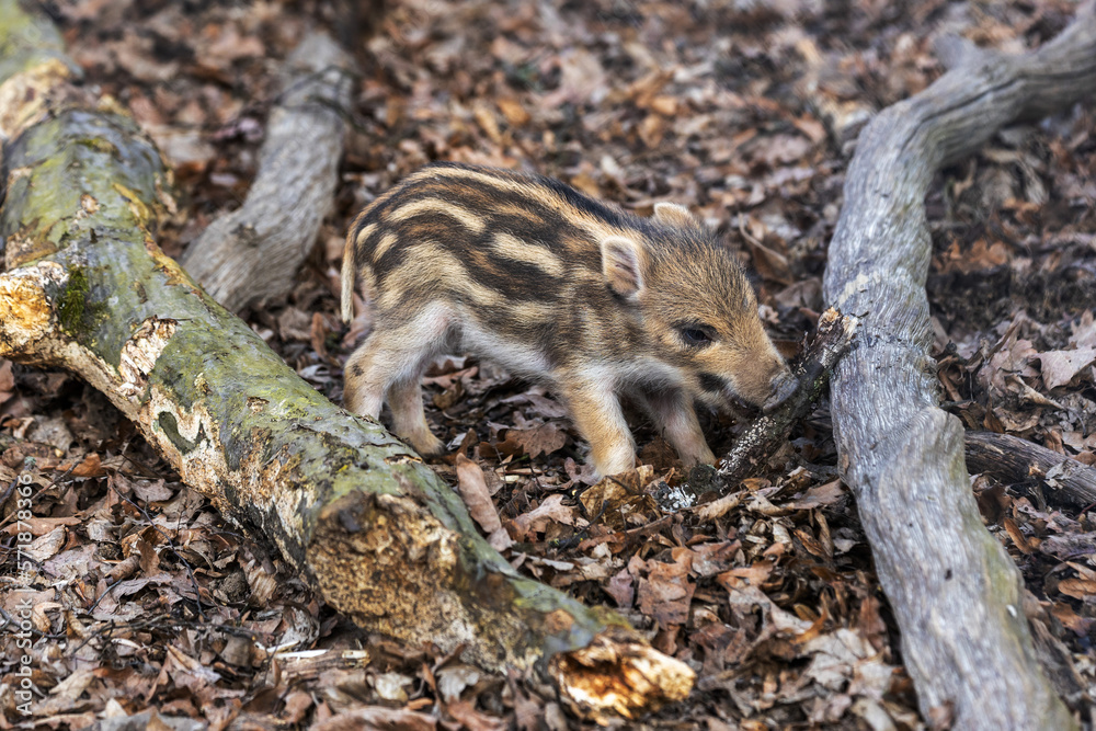 A little newborn piglet standing in the forest and holding a piece of branch in its mouth.