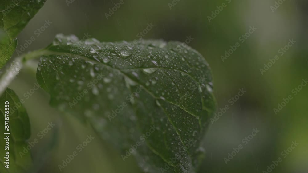 Fresh leaf in rain with droplets on it Fresh leaf in rain with droplets on it