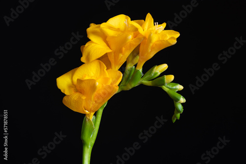 Beautiful yellow freesia on black background