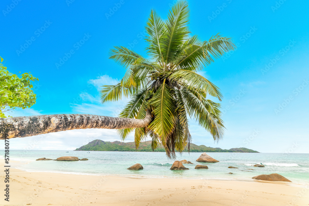 Palm tree by the sea in Anse Boudin beach