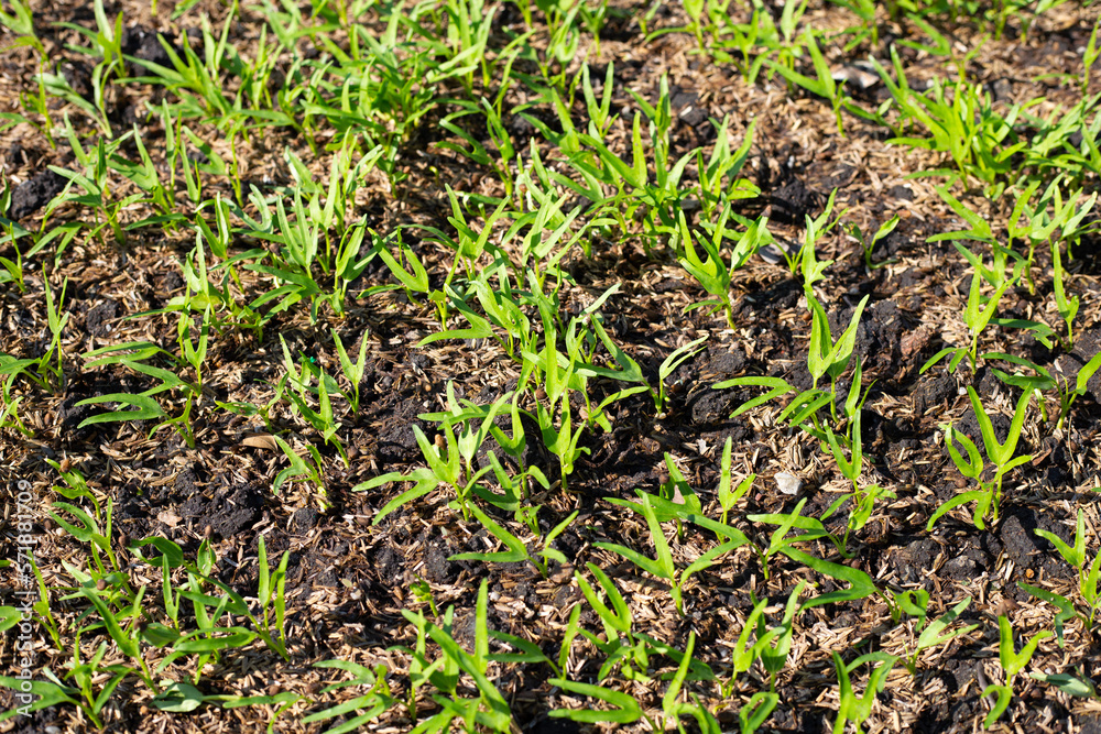 Young water convolvulus in vegetable patch Young water convolvulus in vegetable patch