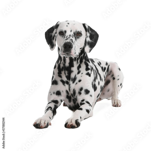 Adorable Dalmatian dog on white background. Lovely pet © New Africa