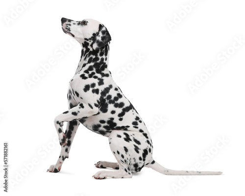 Adorable Dalmatian dog on white background. Lovely pet