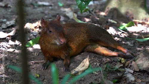 Close up shot of an Azara's agouti, dasyprocta azarae resting and falling asleep on the forest ground in the afternoon under the shade with beautiful sunlight passing through the foliages. photo