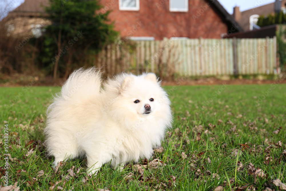 Cute fluffy Pomeranian dog on green grass outdoors, space for text. Lovely pet Cute fluffy Pomeranian dog on green grass outdoors, space for text. Lovely pet
