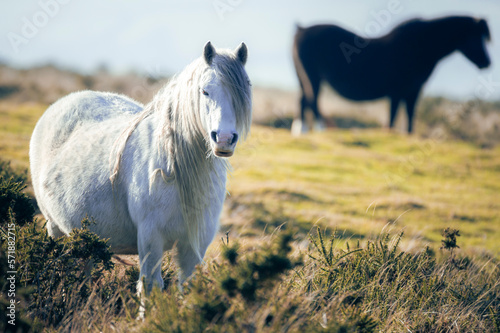 white horse in the meadow